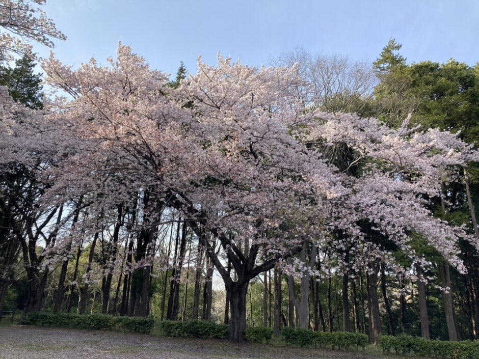 国立大学医学部合格への道